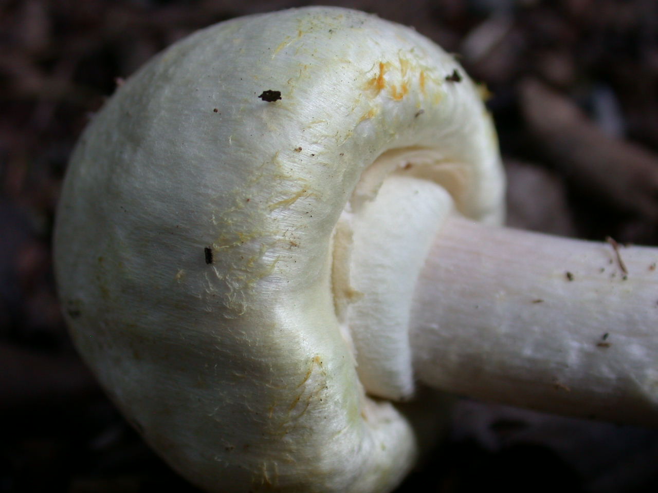 E tempo di ... Agaricus